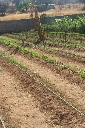 irrigation system - 02