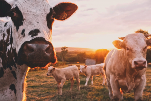 livestock livestock